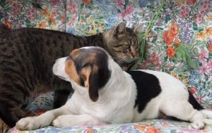 Colby a black, white and brown Romanian rescue dog | 1 Dog at a Time Rescue UK