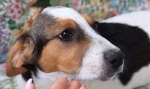 Colby a black, white and brown Romanian rescue dog | 1 Dog at a Time Rescue UK