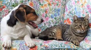 Colby a black, white and brown Romanian rescue dog | 1 Dog at a Time Rescue UK