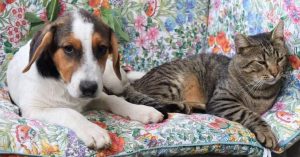 Colby a black, white and brown Romanian rescue dog | 1 Dog at a Time Rescue UK