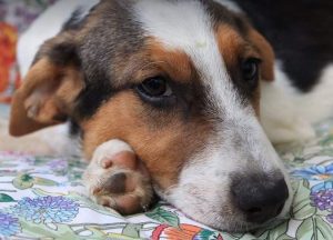 Colby a black, white and brown Romanian rescue dog | 1 Dog at a Time Rescue UK