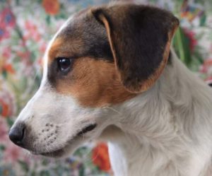 Colby a black, white and brown Romanian rescue dog | 1 Dog at a Time Rescue UK