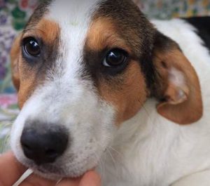 Colby a black, white and brown Romanian rescue dog | 1 Dog at a Time Rescue UK