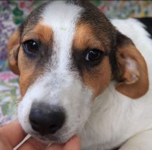 Colby a black, white and brown Romanian rescue dog | 1 Dog at a Time Rescue UK