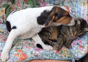 Colby a black, white and brown Romanian rescue dog | 1 Dog at a Time Rescue UK