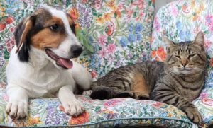 Colby a black, white and brown Romanian rescue dog | 1 Dog at a Time Rescue UK