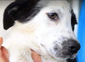 Denny a black and white Romanian rescue dog | 1 Dog at a Time Rescue UK