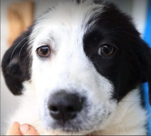 Denny a black and white Romanian rescue dog | 1 Dog at a Time Rescue UK