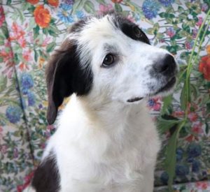 Denny a black and white Romanian rescue dog | 1 Dog at a Time Rescue UK