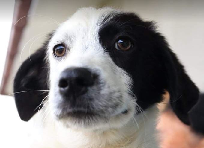 Denny a black and white Romanian rescue dog 5_1 Dog at a Time Rescue UK Denny a black and white Romanian rescue dog | 1 Dog at a Time Rescue UK