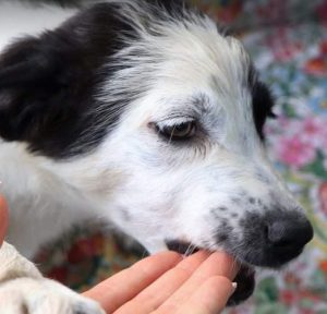 Denny a black and white Romanian rescue dog | 1 Dog at a Time Rescue UK