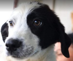 Denny a black and white Romanian rescue dog | 1 Dog at a Time Rescue UK