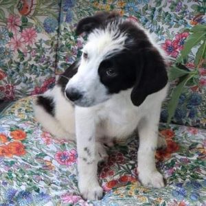 Denny a black and white Romanian rescue dog | 1 Dog at a Time Rescue UK