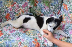 Denny a black and white Romanian rescue dog | 1 Dog at a Time Rescue UK