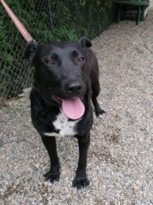 Emily a black Romanian rescue dog | 1 Dog at a Time Rescue UK