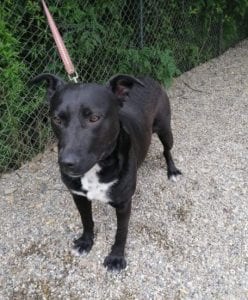 Emily a black Romanian rescue dog | 1 Dog at a Time Rescue UK