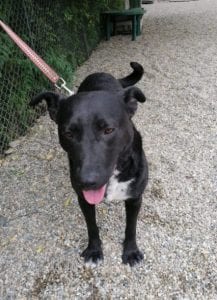 Emily a black Romanian rescue dog | 1 Dog at a Time Rescue UK