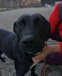 Emily a black Romanian rescue dog | 1 Dog at a Time Rescue UK