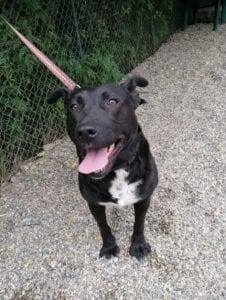 Emily a black Romanian rescue dog | 1 Dog at a Time Rescue UK