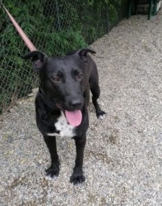 Emily a black Romanian rescue dog | 1 Dog at a Time Rescue UK