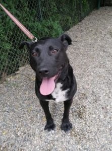 Emily a black Romanian rescue dog | 1 Dog at a Time Rescue UK