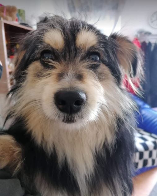 Freddie a black and tan Romanian rescue dog 9 ¦ 1 Dog at a Time Rescue UK Freddie a black and tan Romanian rescue dog | 1 Dog at a Time Rescue UK