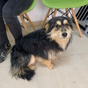 Freddie a black and tan Romanian rescue dog | 1 Dog at a Time Rescue UK