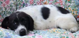 Hailey a black and white Romanian rescue Dog | 1 Dog at a Time Rescue UK
