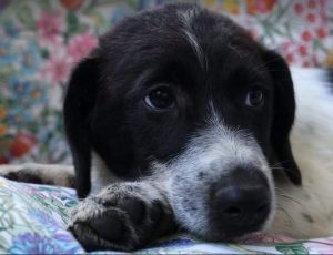 Hailey a black and white Romanian rescue Dog | 1 Dog at a Time Rescue UK