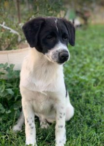 Hailey a black and white Romanian rescue Dog | 1 Dog at a Time Rescue UK