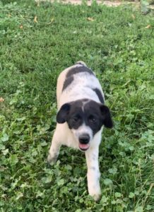 Hailey a black and white Romanian rescue Dog | 1 Dog at a Time Rescue UK