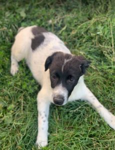 Hailey a black and white Romanian rescue Dog | 1 Dog at a Time Rescue UK