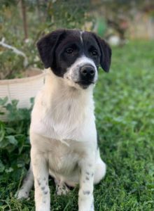 Hailey a black and white Romanian rescue Dog | 1 Dog at a Time Rescue UK