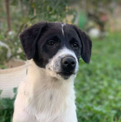 Hailey a black and white Romanian rescue Dog | 1 Dog at a Time Rescue UK