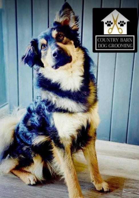 Jimmy medium sized black and tan Romanian Rescue Dog | 1 Dog at a Time Rescue UK