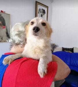 Jinni a white Romanian rescue dog | 1 Dog at a Time Rescue UK