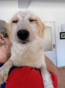 Jinni a white Romanian rescue dog | 1 Dog at a Time Rescue UK
