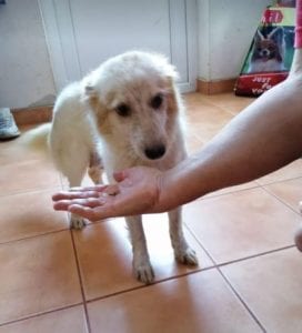 Jinni a white Romanian rescue dog | 1 Dog at a Time Rescue UK