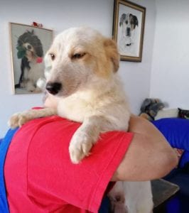 Jinni a white Romanian rescue dog | 1 Dog at a Time Rescue UK