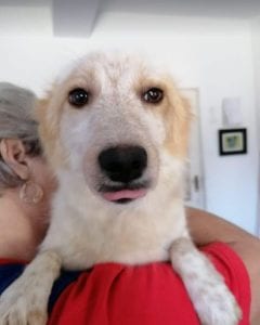 Jinni a white Romanian rescue dog | 1 Dog at a Time Rescue UK