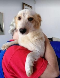 Jinni a white Romanian rescue dog | 1 Dog at a Time Rescue UK