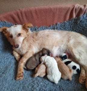 Jinni a white Romanian rescue dog | 1 Dog at a Time Rescue UK