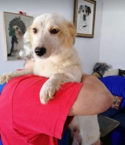 Jinni a white Romanian rescue dog | 1 Dog at a Time Rescue UK