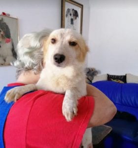 Jinni a white Romanian rescue dog | 1 Dog at a Time Rescue UK