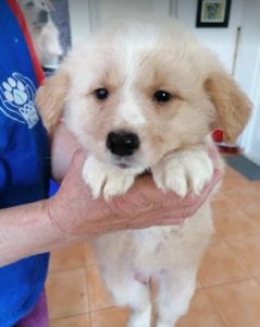 Lenny a cream coloured Romanian rescue puppy | 1 Dog at a Time Rescue UK