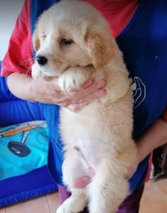 Lenny a cream coloured Romanian rescue puppy | 1 Dog at a Time Rescue UK