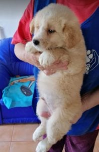 Lenny a cream coloured Romanian rescue puppy | 1 Dog at a Time Rescue UK
