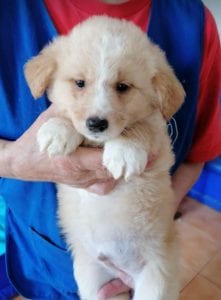 Lenny a cream coloured Romanian rescue puppy | 1 Dog at a Time Rescue UK