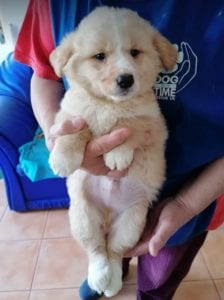 Lenny a cream coloured Romanian rescue puppy | 1 Dog at a Time Rescue UK