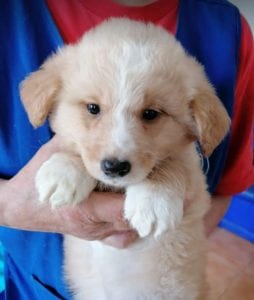 Lenny a cream coloured Romanian rescue puppy | 1 Dog at a Time Rescue UK